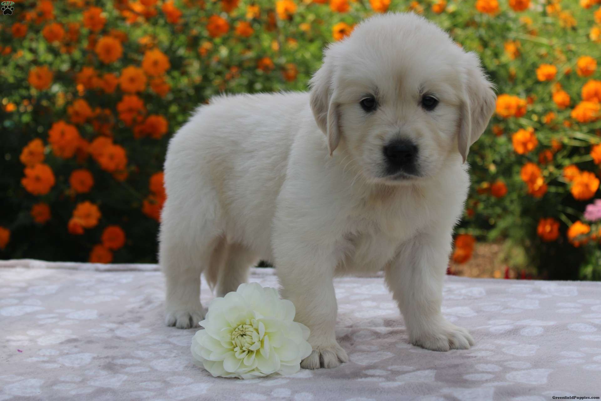 Elsa Golden Retriever Puppy For Sale in Ohio